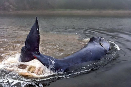 Застрявший в Хабаровском крае кит с приливом ушел в море