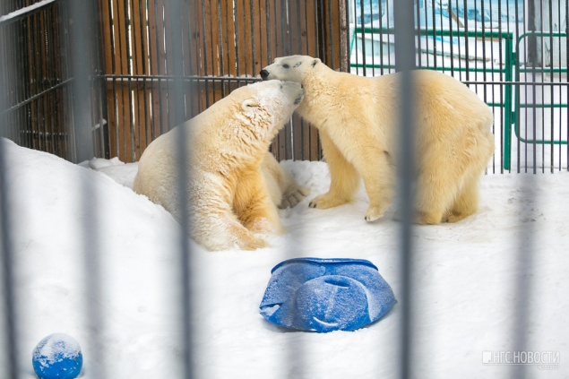 «Любовь в зоопарке»: как животные выражают чувства и нежность друг другу