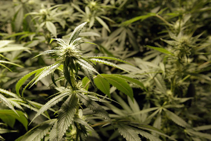 Жители Аляски собрали подписи за легализацию марихуаны