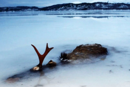 В заледеневшем норвежском озере нашли лося