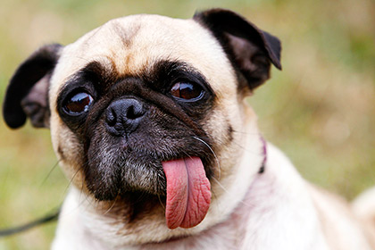 В Екатеринбурге установят памятник испражняющейся собаке