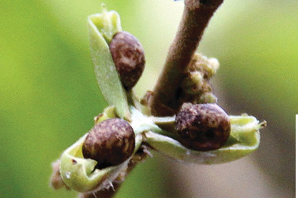 Биологи нашли поедающее металл растение