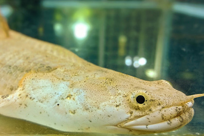 Биологи научили рыб ходить