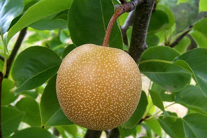 Грушевый сок назвали средством от похмелья