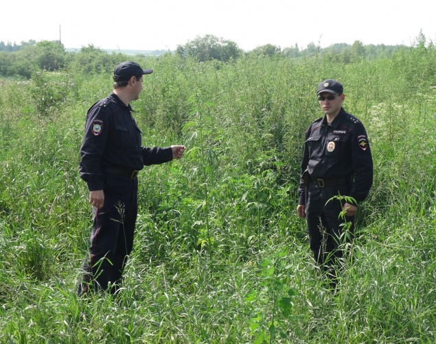 Стражи порядка и главы сельсоветов Ачинского района провели мероприятия по уничтожению конопли