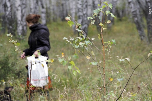 Из-за аномальной жары в Красноярске на месяц раньше начался грибной сезон