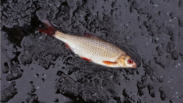 В Мексике хлынул дождь из рыб