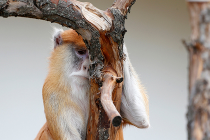 Обезьяны оторвали ухо и несколько пальцев работнику зоопарка под Харьковом