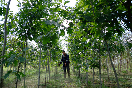 В растениях нашли источник бессмертия