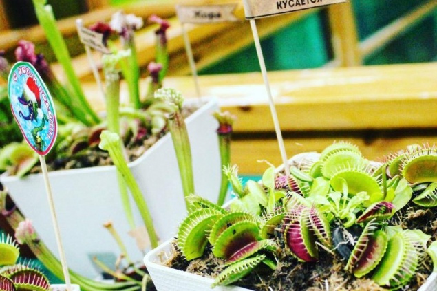 Сибиряки могут купить хищные растения на тематической выставке