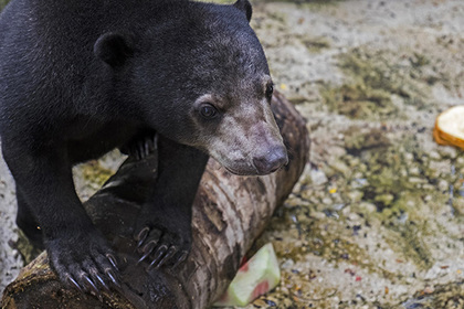 Мужчина избил медведя за нападение на его собаку