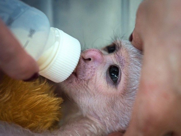 В «Роевом ручье» показали кормление непоседливой новорожденной обезьянки