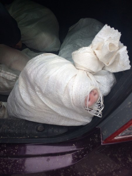 Пьяный красноярец украл с фермы поросят и пытался увезти их домой в багажнике машины