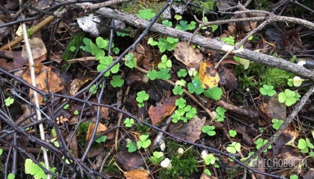 Трое грибников за сутки пропали в лесах Красноярского края