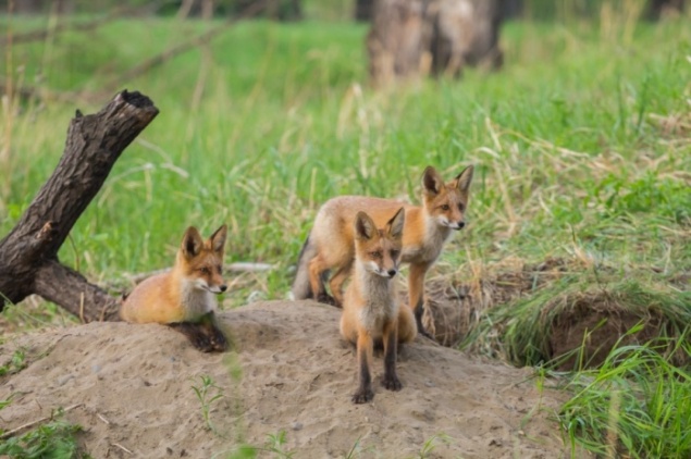 В Железногорске бешеная лиса пробралась в огород и была растерзана собаками — вводят карантин