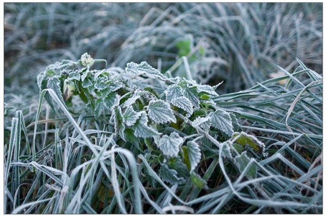 В Красноярском крае ожидаются заморозки