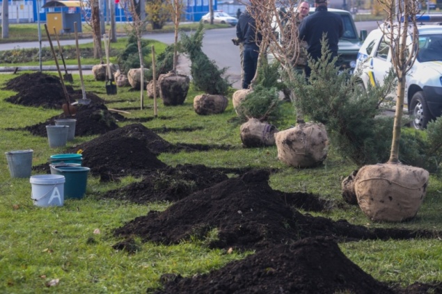 Сажать деревья в Ачинске будет «Управляющая компания Енисей»
