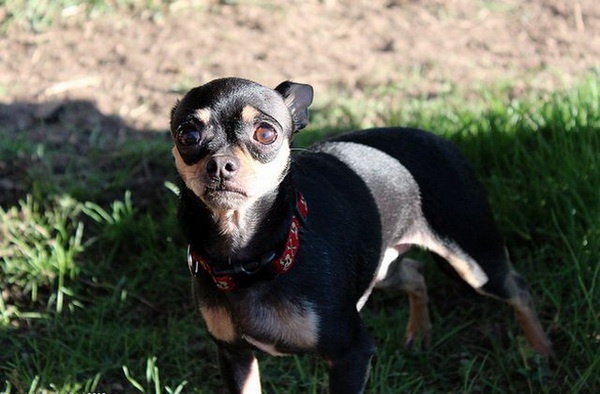 В Хакасии осудят мужчину за убийство тойтерьера на глазах у ребенка