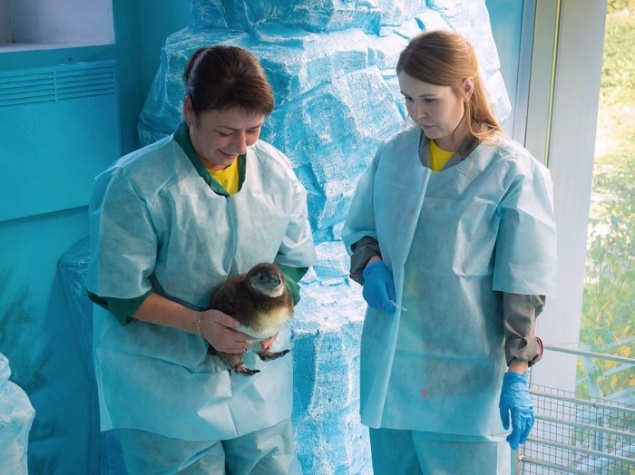 У пары очковых пингвинов в «Роевом ручье» вылупился пушистый пингвинёнок