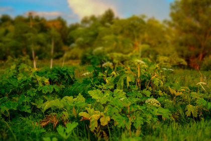 В Германии объяснили «борщевичное бедствие» в России