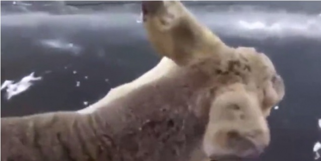 В Шарыповском районе рыбак спас молодую косулю. Она упала на льду и не могла подняться