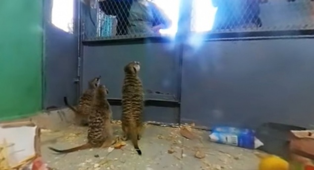 В зоопарке сняли милое видео с сурикатами в формате 360: зритель может сам двигать камеру (видео)