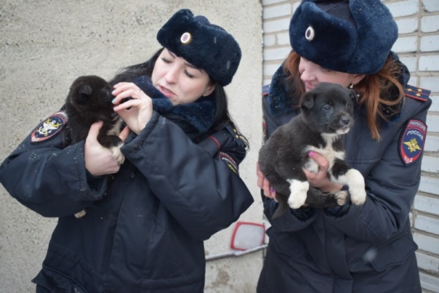 В Абакане из-под под колёс движущегося поезда вытащили пятерых щенков