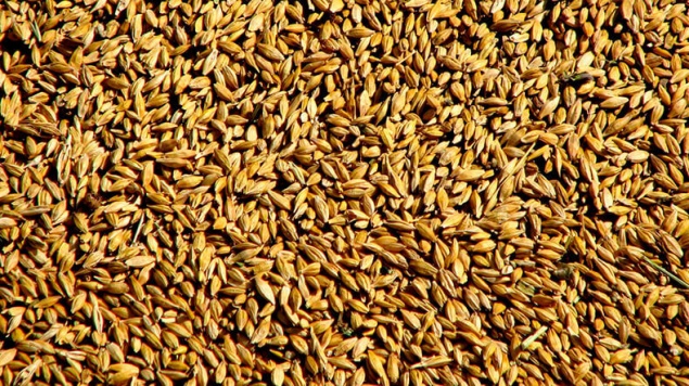 Красноярский край отправил за пределы России 159 тысяч тонн зерна