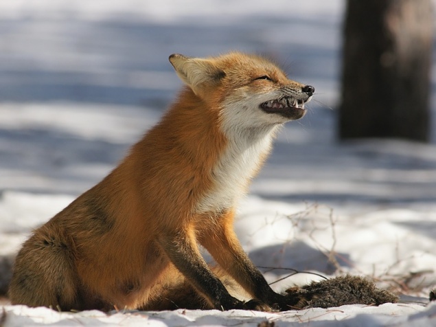 Очередной случай бешенства выявили в Красноярском крае