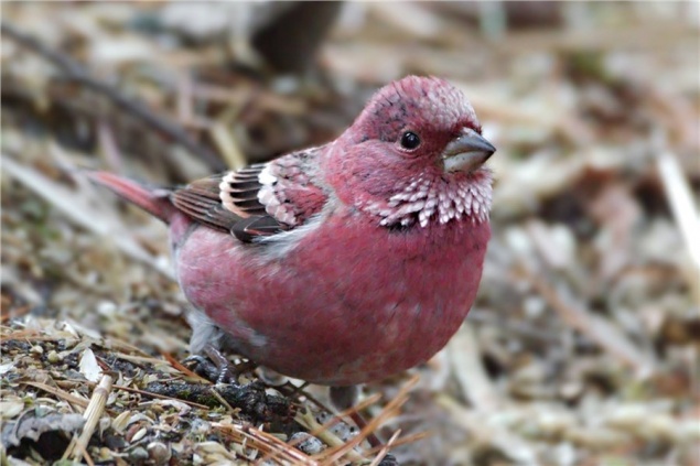 В Красноярском крае сделали редкие кадры «Барби среди пернатых»