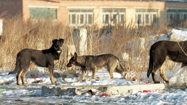 Назаровским депутатам представили план по профилактике и отлову бродячих собак