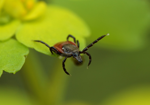 От нападения клещей впервые в этом году пострадали дети