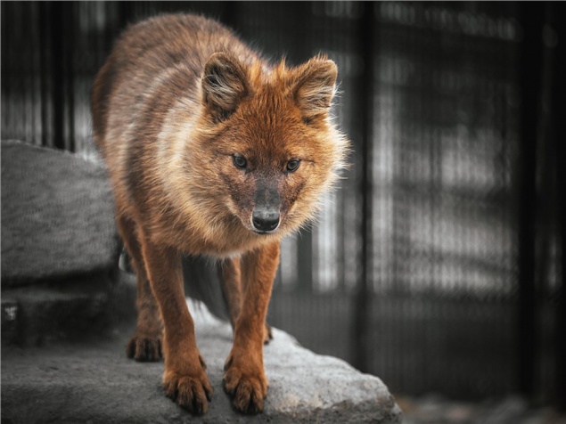 Красноярский зоопарк рассказал о жизни волчицы Гели, от которой год назад отказались родители