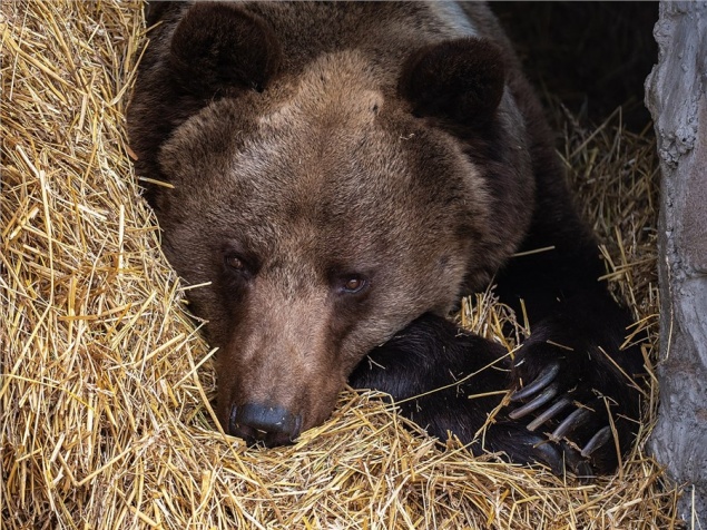 «Придерживается традиций»: в красноярском «Роевом ручье» проснулась бурая медведица