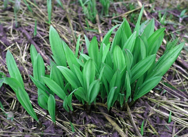 Черемша - вред и польза медвежьего лука для организма