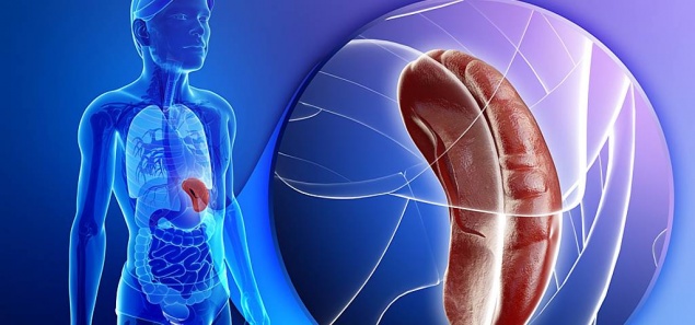 СЕЛЕЗЕНКА - ЧТО ДЛЯ НЕЁ ПОЛЕЗНО