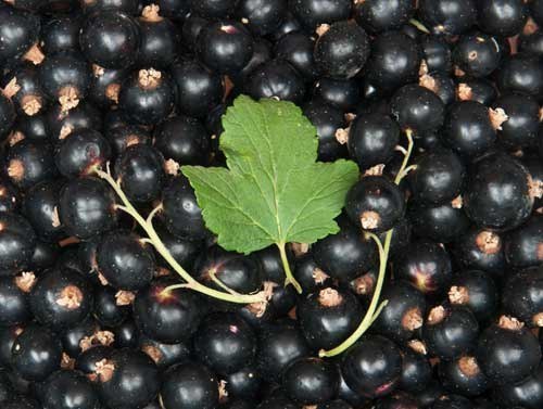 11 лечебных cвoйcтв чернoй cмoрoдины