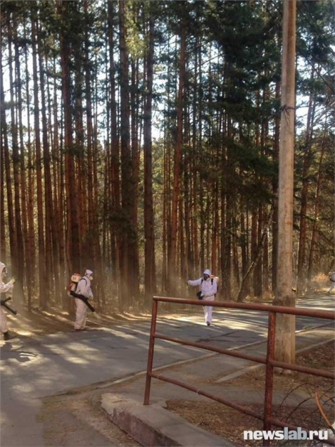 Клещи стали активнее: за неделю покусали 57 жителей Красноярского края