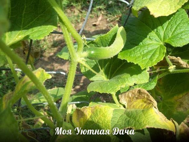 Почему огурцы желтеют