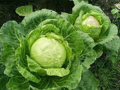 Как выбрать сорта капусты белокочанной
