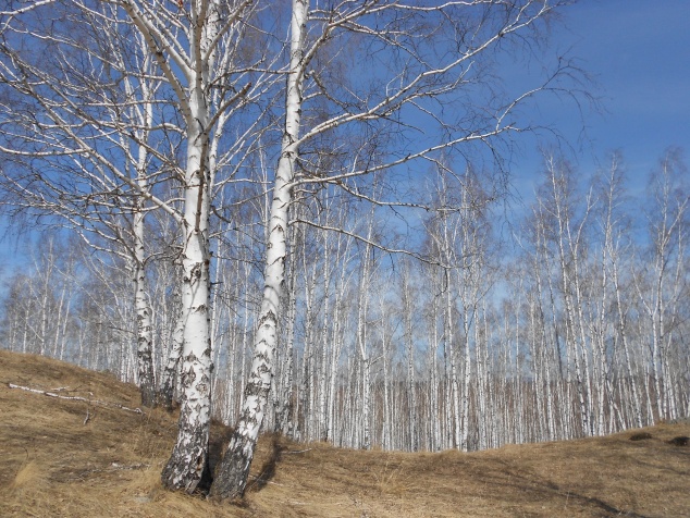 В Ачинском районе спасли заблудившуюся в лесу женщину
