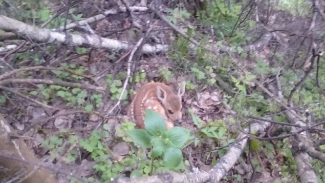 Туристов попросили не трогать новорожденных косуль на «Столбах»