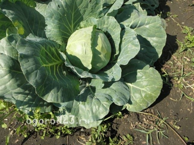 Капуста, выращивание и уход в открытом грунте — секреты и советы