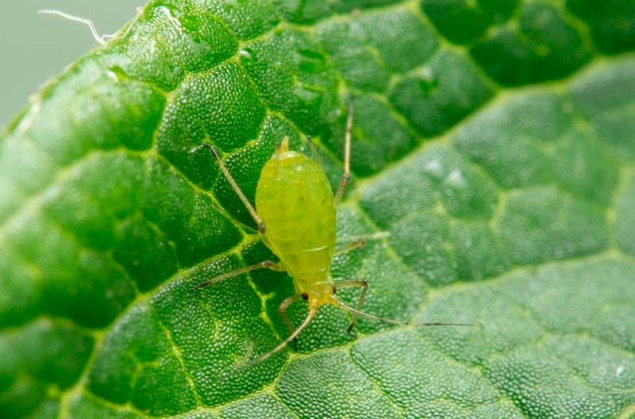 Тля в саду и огороде – как избавиться от вредителя быстро и без хлопот