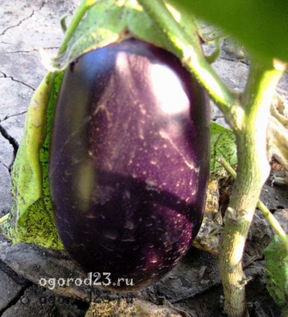 Баклажаны: польза и вред для здоровья