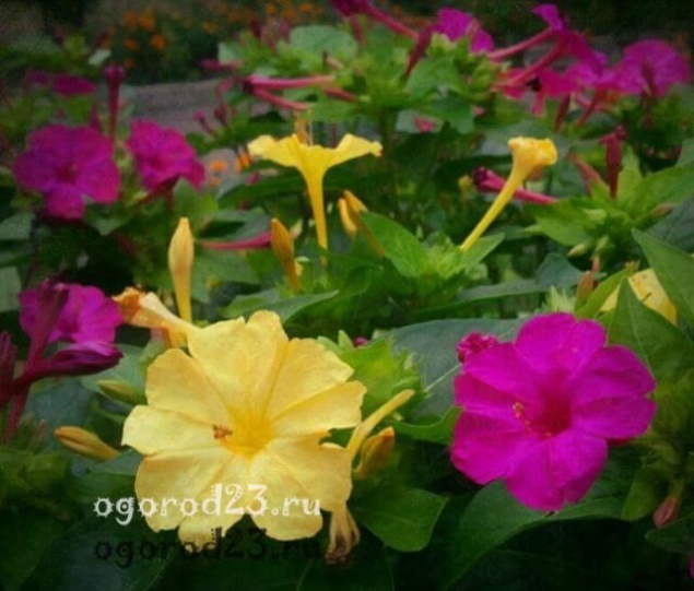 Мирабилис, посадка и уход, особенности выращивания в открытом грунте