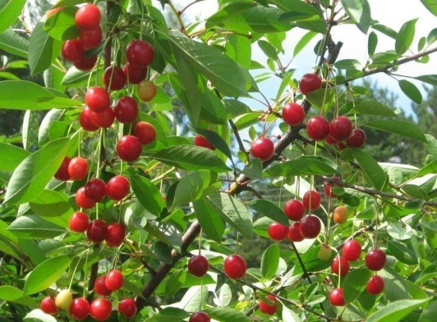 Садоводу на заметку!