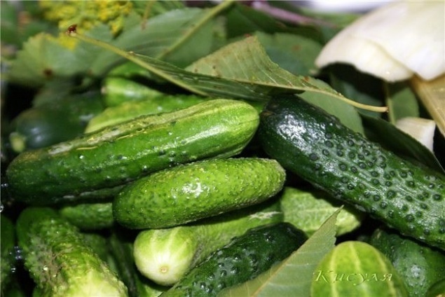 Причины засыхания и опадания завязей на огурцах