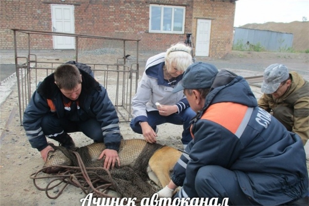 В Ачинске косуля угодила в опасную дробилку
