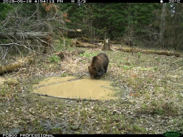 В этом году медведи на «Столбах» начали купаться позже обычного